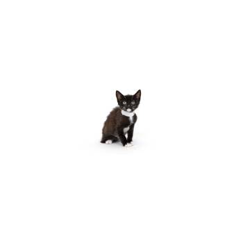 French -  Domestic Short Hair Cat for Adoption in Los Angeles, California - French | PetCurious