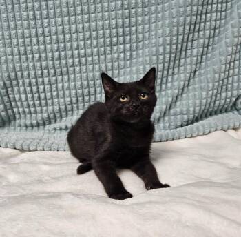 Pepper -  Domestic Short Hair Cat for Adoption in Huntington, Indiana - Pepper | PetCurious