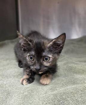 MAPLE -  Domestic Short Hair Cat for Adoption in Rancho Cucamonga, California - MAPLE | PetCurious