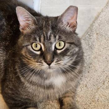 Benny-- courtesy listing -  American Shorthair and Tabby Cat for Adoption in Concord, North Carolina - Benny-- Courtesy Listing | PetCurious