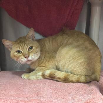 Mailman -  Domestic Short Hair Cat for Adoption in Fort Wayne, Indiana - Mailman | PetCurious