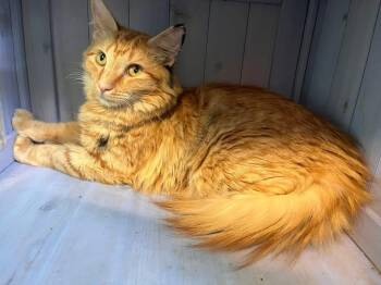 Flora -  Domestic Long Hair Cat Available for Adoption in Maryville, Tennessee - Flora | PetCurious