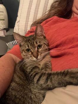 Rescue Domestic Short Hair Cats for Adoption in Miami Beach, Florida - Zinnia | PetCurious