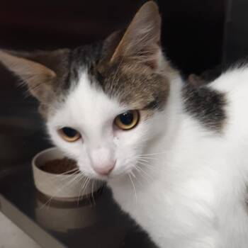 Dobby -  Domestic Short Hair Cat for Adoption in Spokane, Washington - Dobby | PetCurious