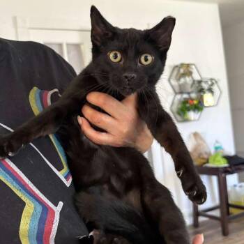 Domestic Short Hair Cats Available for Adoption - MUNCHKIN | PetCurious