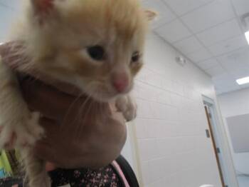 A383673 -  Domestic Short Hair Cat for Adoption in Ocala, Florida - A383673 | PetCurious