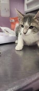 Michelle Phillips -  Domestic Short Hair Cat for Adoption in El Paso, Texas - Michelle Phillips | PetCurious