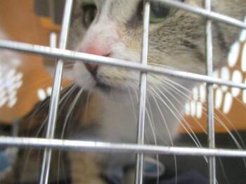 A383756 -  Domestic Short Hair Cat for Adoption in Ocala, Florida - A383756 | PetCurious