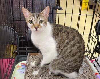 Tabby Cats Available for Adoption in Gorham, Maine - Hemsworth Purr | PetCurious