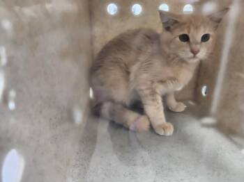 THEO -  Domestic Short Hair Cat for Adoption in Santa Fe, New Mexico - THEO | PetCurious