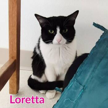 Loretta -  Domestic Short Hair Cat for Adoption in North Saint Paul, Minnesota - Loretta | PetCurious