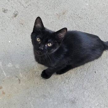 Domestic Short Hair Cats Available for Adoption in Columbia, South Carolina - Jack | PetCurious
