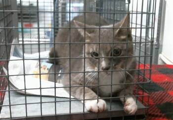 A2096138 -  Domestic Short Hair Cat for Adoption in Houston, Texas - A2096138 | PetCurious