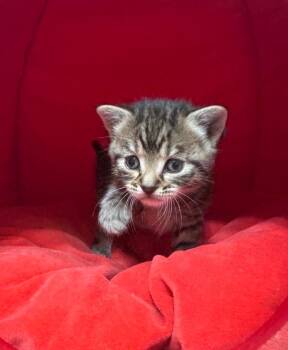 *Trinket -  Domestic Short Hair Cat for Adoption in Newnan, Georgia - *Trinket | PetCurious