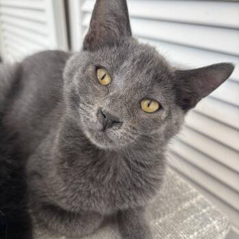 McDouble -  Domestic Short Hair Cat for Adoption in Renton, Washington - McDouble | PetCurious