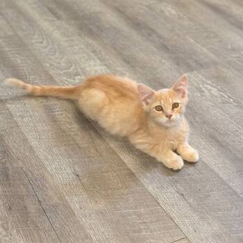 Rescue Domestic Short Hair Cats for Adoption in Chariton, Iowa - Ember | PetCurious