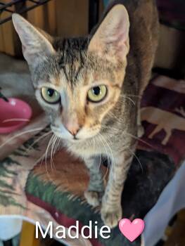 Maddie -  Domestic Short Hair Cat for Adoption in Sonora, California - Maddie | PetCurious