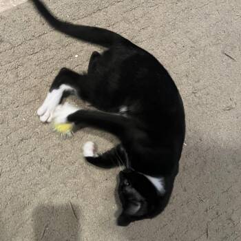 Domestic Short Hair Cats Available for Adoption - Nibblet | PetCurious