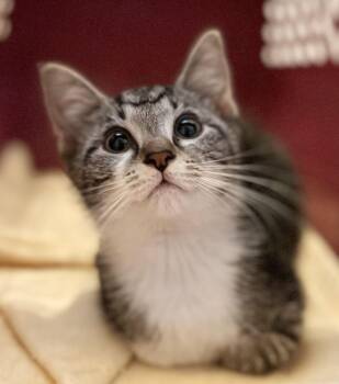 Rescue Domestic Short Hair Cats for Adoption in Richmond, Kentucky - Betty | PetCurious