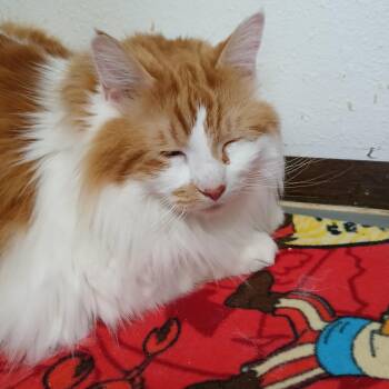 Maine Coon Cats Available for Adoption - Dennis | PetCurious