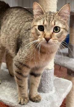 Rescue Tabby Cats for Adoption in Newburg, Missouri - Dale | PetCurious