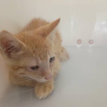 Buzz -  Domestic Short Hair Cat for Adoption in Columbus, Georgia - Buzz | PetCurious