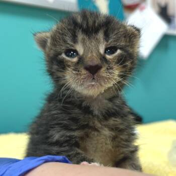 Thesaurus -  Domestic Short Hair Cat for Adoption - Thesaurus | PetCurious