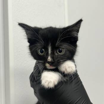 Mother May I -  Domestic Short Hair Cat for Adoption in Abilene, Texas - Mother May I | PetCurious