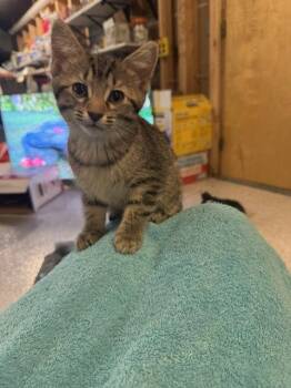 Sky -  Domestic Short Hair Cat for Adoption in Wheaton, Illinois - Sky | PetCurious