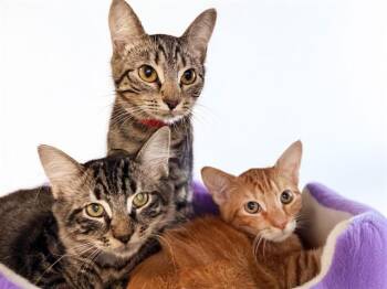 DELMAR -  Domestic Short Hair Cat for Adoption in Fort Lauderdale, Florida - DELMAR | PetCurious