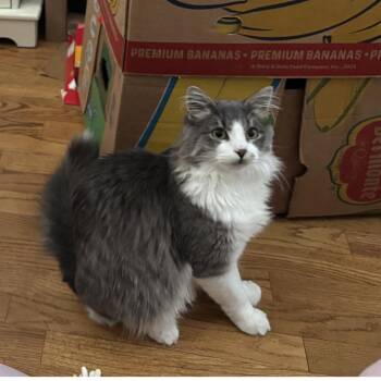 Domestic Long Hair Cats Available for Adoption - Simon | PetCurious