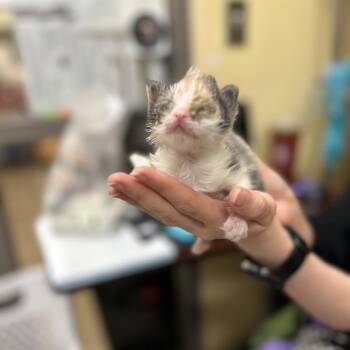 Domestic Short Hair Cats Available for Adoption in Lynchburg, Virginia - Dot | PetCurious