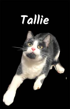 Domestic Short Hair Cats Available for Adoption in Auburn, California - Tallie | PetCurious