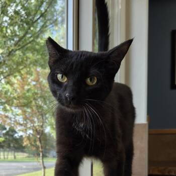 Grinch -  Domestic Short Hair Cat Available for Adoption in Park Rapids, Minnesota - Grinch | PetCurious