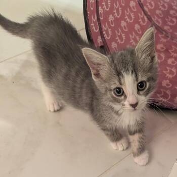 Domestic Short Hair Cats Available for Adoption - Fennel In Frederick, MD | PetCurious