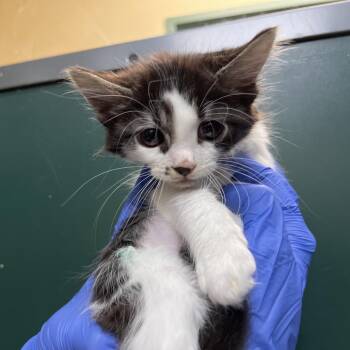 Domestic Short Hair Cats Available for Adoption in Pasadena, California - Red | PetCurious