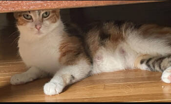 Rescue Domestic Short Hair Cats for Adoption - Rowena | PetCurious