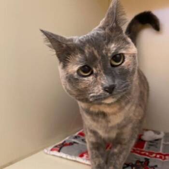 Domestic Short Hair Cats Available for Adoption in Dayton, Ohio - Angel | PetCurious
