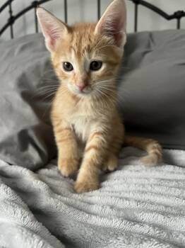 Domestic Short Hair Cats Available for Adoption in Boca Raton, Florida - Peach  | PetCurious