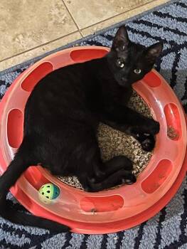 Rescue Domestic Short Hair Cats for Adoption in Miami, Florida - COURTESY POST: Quint | PetCurious