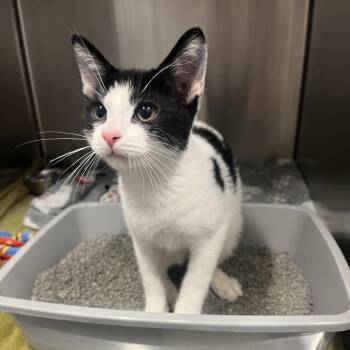 Checkers -  Domestic Short Hair Cat for Adoption in Oak Brook, Illinois - Checkers | PetCurious