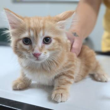 Fluffy -  Domestic Long Hair Cat for Adoption in Canton, Illinois - Fluffy | PetCurious