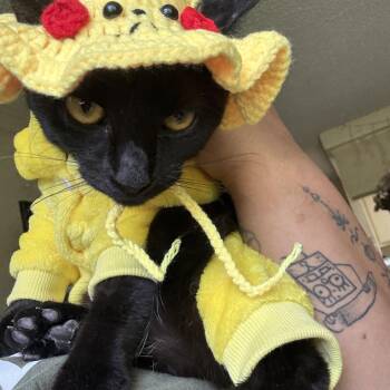 Bombay Cats Available for Adoption in Costa Mesa, California - Pikachu  | PetCurious