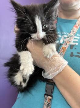 *Grubble* -  Domestic Medium Hair Cat for Adoption in Salt Lake City, Utah - *Grubble* | PetCurious
