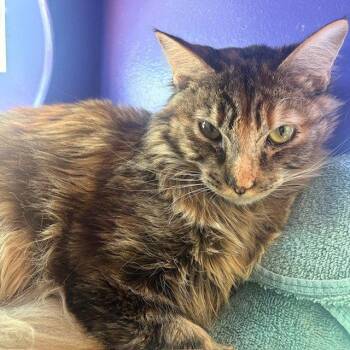 Domestic Medium Hair Cats Available for Adoption in Burlingame, California - Milk Dud | PetCurious