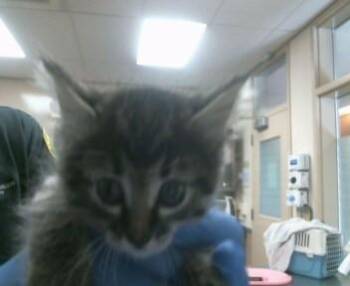 LIZA -  Domestic Short Hair Cat for Adoption in Sacramento, California - LIZA | PetCurious