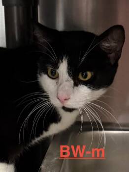 BW 26 -  Domestic Short Hair Cat for Adoption in Brookhaven, Mississippi - BW 26 | PetCurious