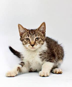 Collin -  Domestic Short Hair Cat for Adoption in Morton Grove, Illinois - Collin | PetCurious