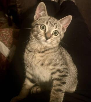 Rescue Domestic Short Hair Cats for Adoption in Denver, Colorado - Martin | PetCurious