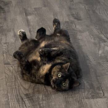 Domestic Short Hair Cats Available for Adoption in Roanoke, Virginia - Delta | PetCurious